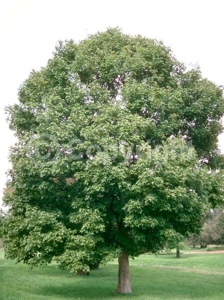 Yellow blooms; Deciduous; Broadleaf