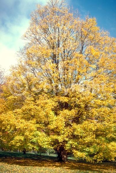 Yellow blooms; Deciduous; Broadleaf