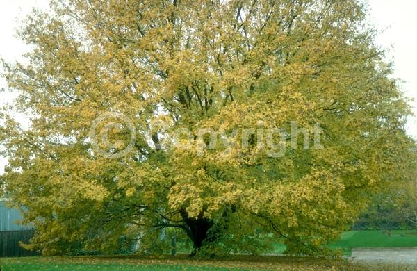 Yellow blooms; Deciduous; Broadleaf