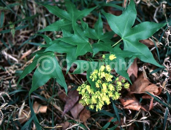 Yellow blooms; Green blooms; Deciduous; Broadleaf