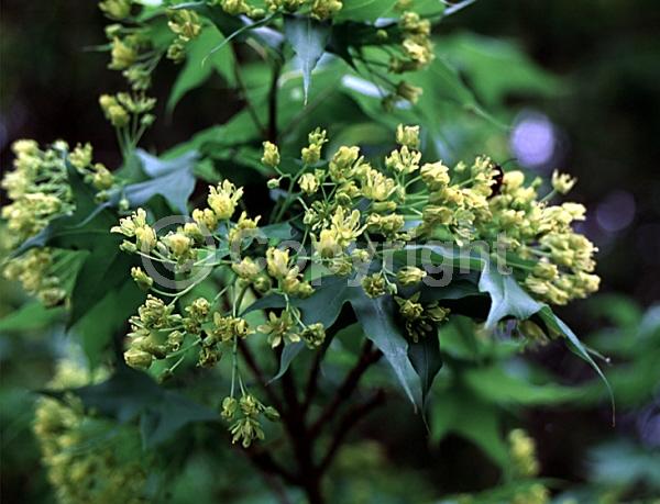 Yellow blooms; Green blooms; Deciduous; Broadleaf