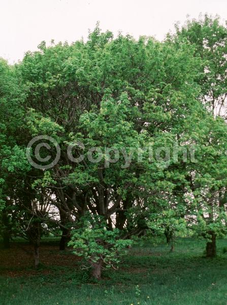 Yellow blooms; Green blooms; Deciduous; Broadleaf