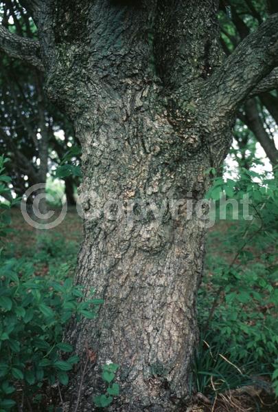 Yellow blooms; Green blooms; Deciduous; Broadleaf
