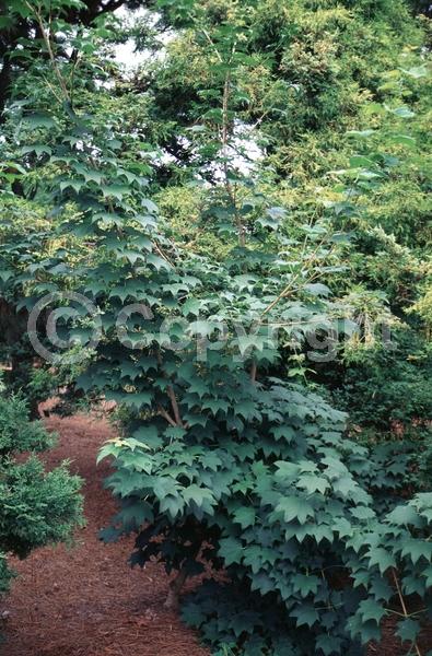 Yellow blooms; Green blooms; Deciduous; Broadleaf