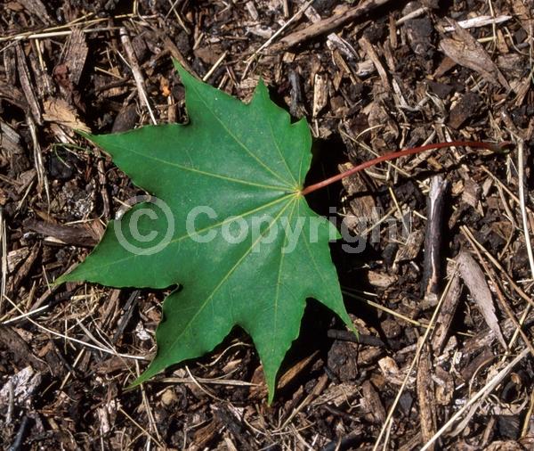 Yellow blooms; Green blooms; Deciduous; Broadleaf