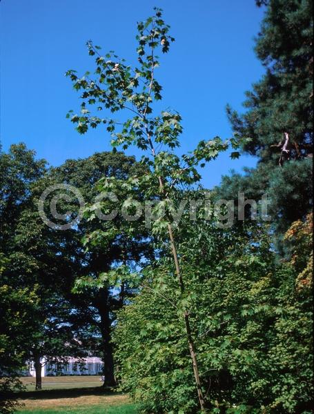 Yellow blooms; Green blooms; Deciduous; Broadleaf