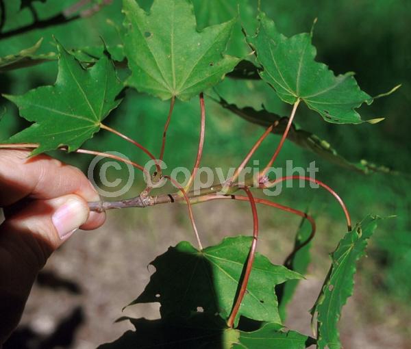 Yellow blooms; Green blooms; Deciduous; Broadleaf