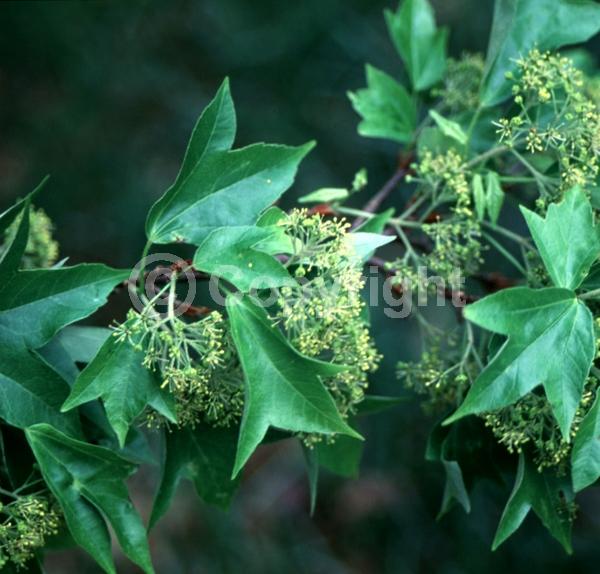 Yellow blooms; Green blooms; Deciduous; Broadleaf
