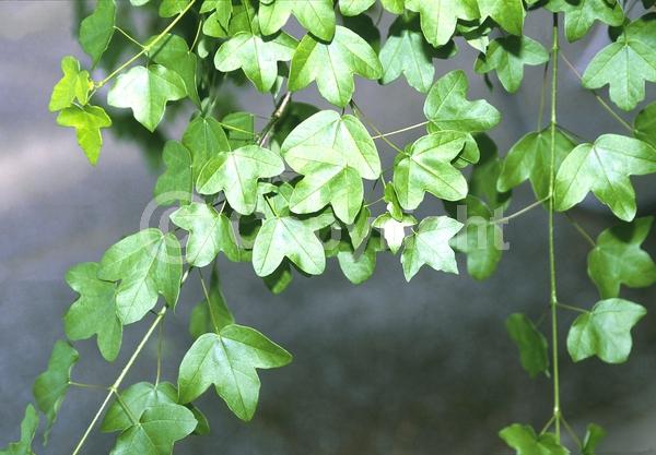 Yellow blooms; Green blooms; Deciduous; Broadleaf