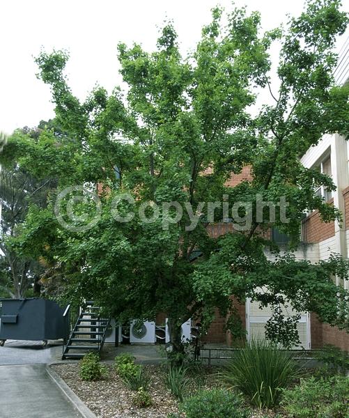 Yellow blooms; Green blooms; Deciduous; Broadleaf