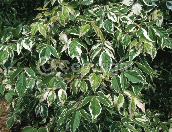 White blooms; Deciduous; Broadleaf