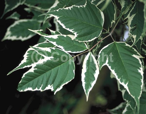 White blooms; Deciduous; Broadleaf