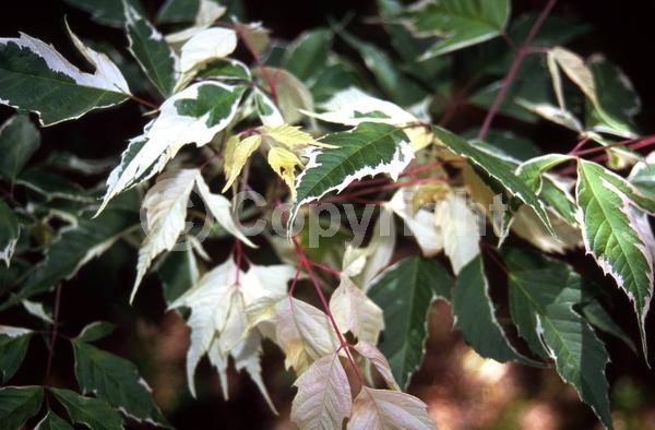 White blooms; Deciduous; Broadleaf