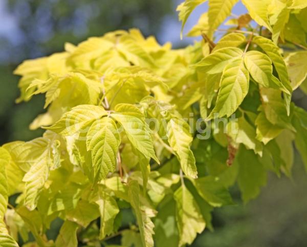 Yellow blooms; Green blooms; Deciduous; Broadleaf