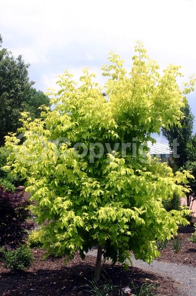 Yellow blooms; Green blooms; Deciduous; Broadleaf