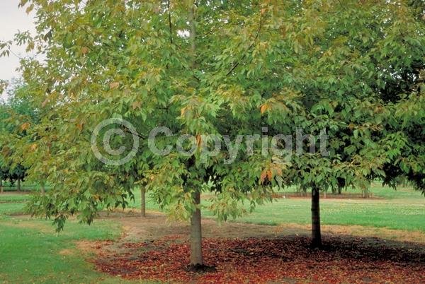 White blooms; Deciduous; Broadleaf