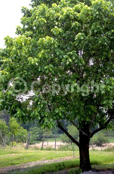 Yellow blooms; Deciduous; Broadleaf; North American Native