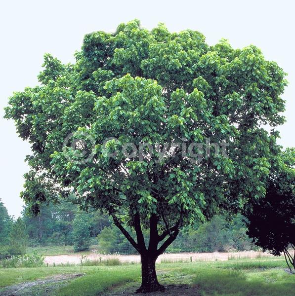 Yellow blooms; Deciduous; Broadleaf; North American Native
