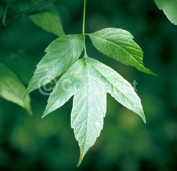 Yellow blooms; Deciduous; Broadleaf; North American Native