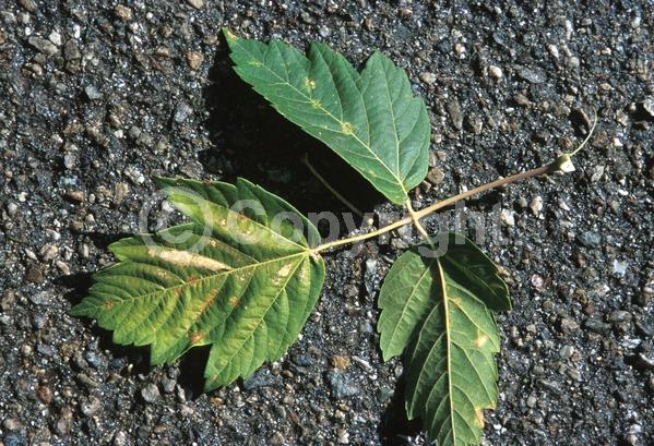 Yellow blooms; Deciduous; Broadleaf; North American Native