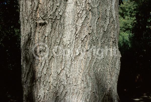 Yellow blooms; Deciduous; Broadleaf; North American Native