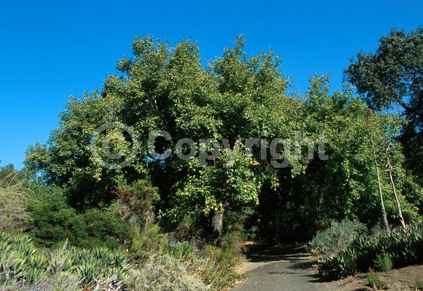 Yellow blooms; Deciduous; Broadleaf; North American Native