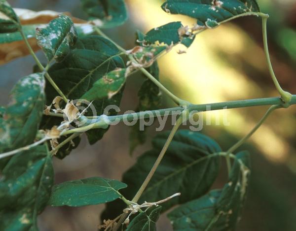 Yellow blooms; Deciduous; Broadleaf; North American Native