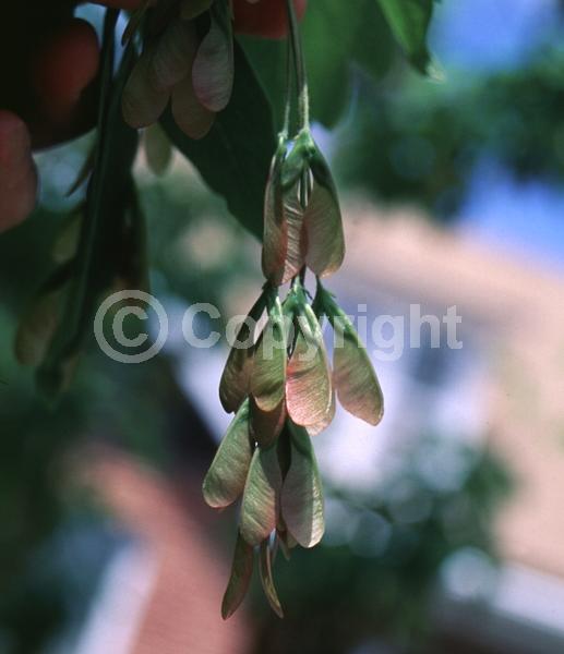 Yellow blooms; Deciduous; Broadleaf; North American Native