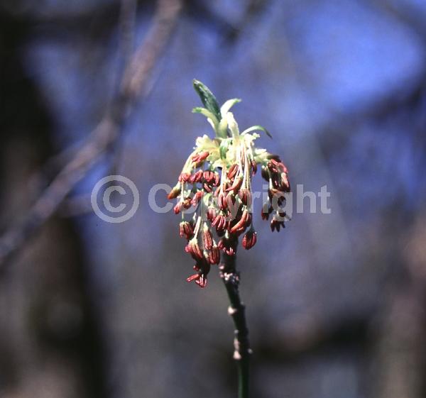 Yellow blooms; Deciduous; Broadleaf; North American Native