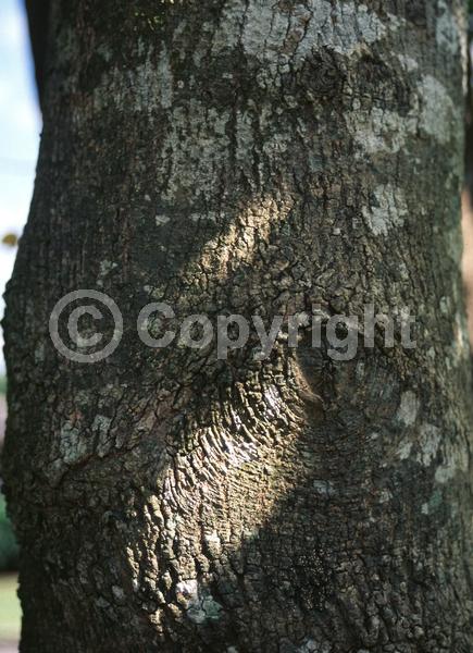 Yellow blooms; Deciduous; Broadleaf; North American Native