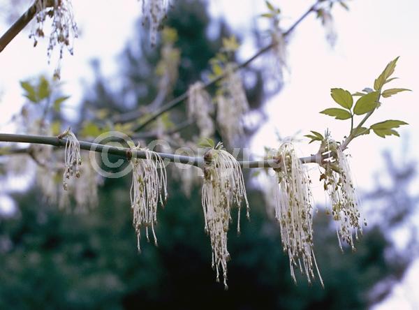 Yellow blooms; Deciduous; Broadleaf; North American Native