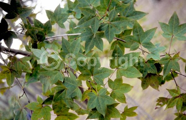 Red blooms; Deciduous; Broadleaf