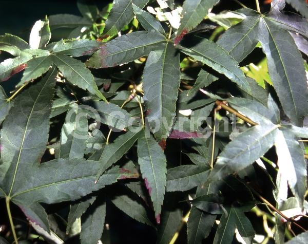 Red blooms; Deciduous; Broadleaf
