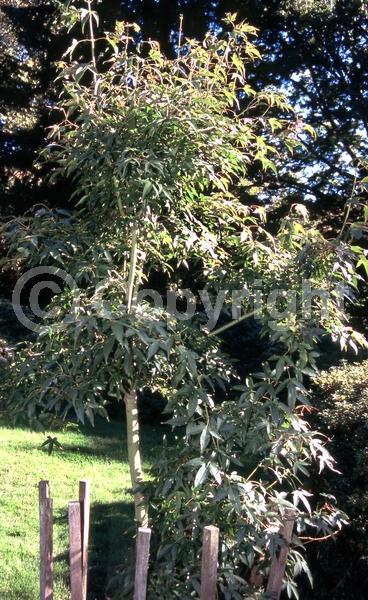 Red blooms; Deciduous; Broadleaf