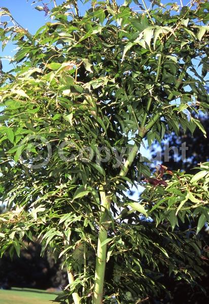 Red blooms; Deciduous; Broadleaf