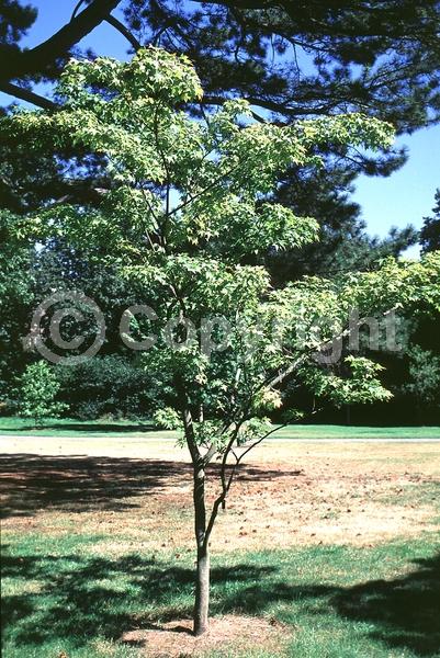 Red blooms; Deciduous; Broadleaf