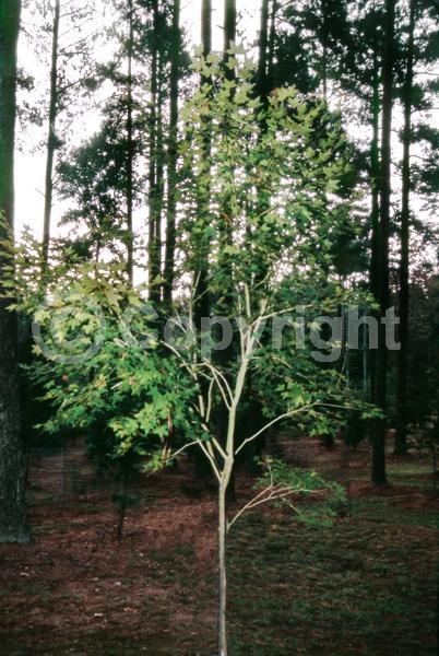 Red blooms; Deciduous; Broadleaf