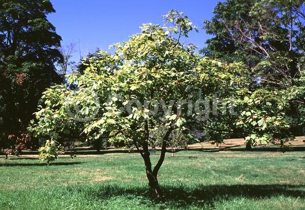 Yellow blooms; Deciduous; Broadleaf