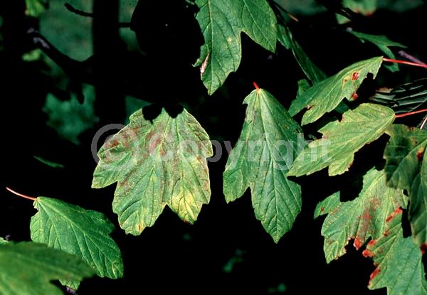 Yellow blooms; Deciduous; Broadleaf