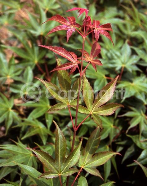 Red blooms; Deciduous; Broadleaf