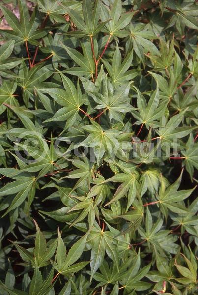 Red blooms; Deciduous; Broadleaf