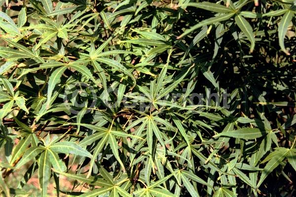 Red blooms; Deciduous; Broadleaf