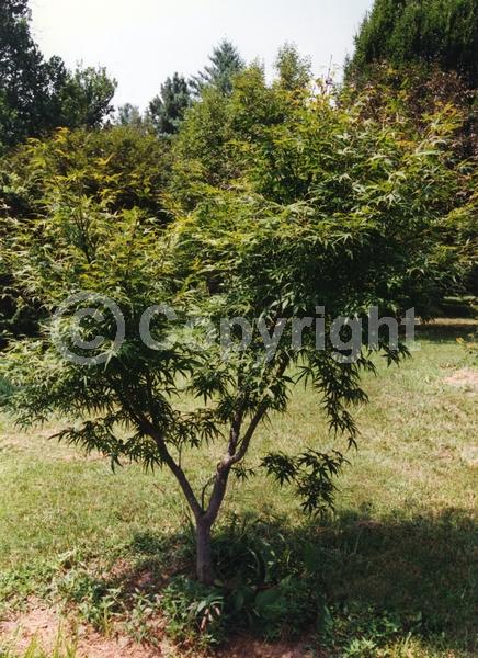 Red blooms; Deciduous; Broadleaf