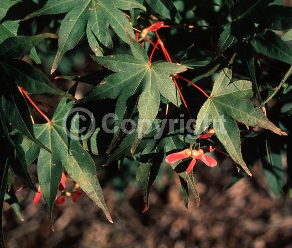 Red blooms; Deciduous; Broadleaf