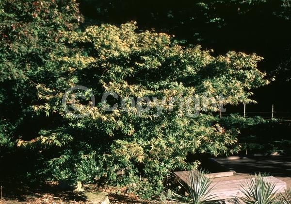 Red blooms; Deciduous; Broadleaf