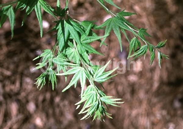 Red blooms; Deciduous; Broadleaf
