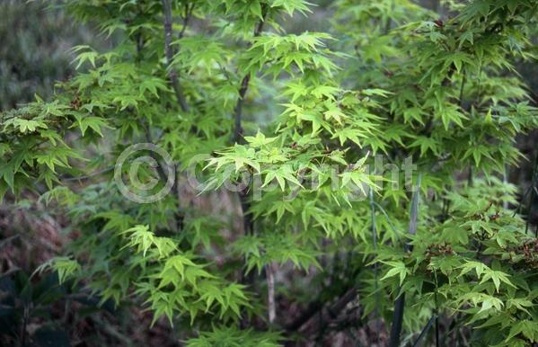 Red blooms; Deciduous; Broadleaf