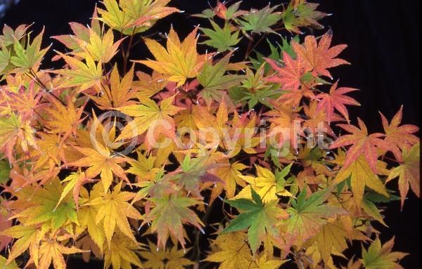 Red blooms; Deciduous; Broadleaf