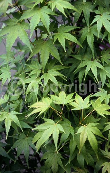 Red blooms; Deciduous; Broadleaf