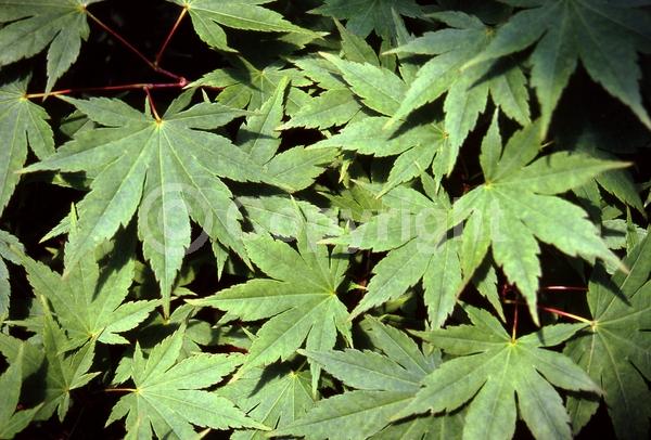 Red blooms; Deciduous; Broadleaf